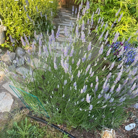 Lavender Sachets 20 for $25 this summers lavender, 2025 - Picture 4 of 6